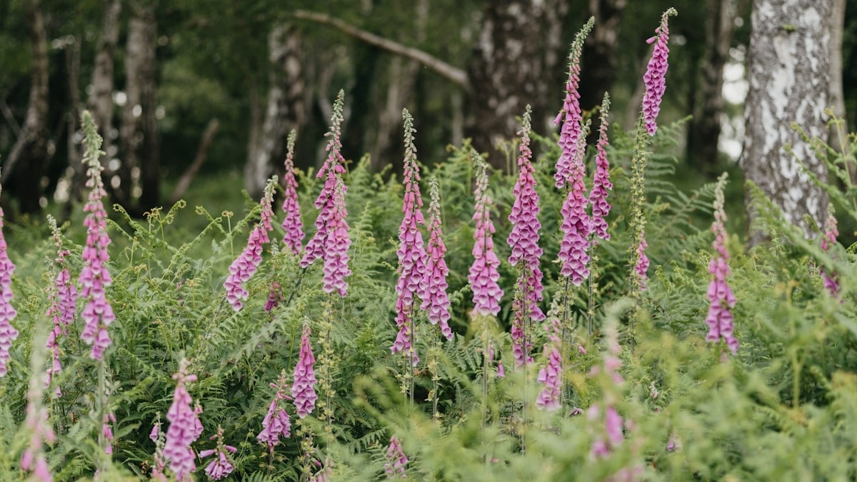 a field full of purple flowers next to a forest